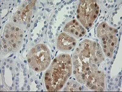 Immunohistochemistry: Nudel Antibody (OTI5E11) - Azide and BSA Free [NBP2-73104]
