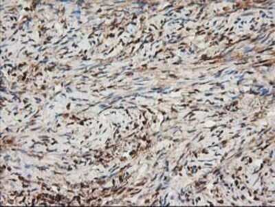 Immunohistochemistry: Nudel Antibody (OTI5E11) - Azide and BSA Free [NBP2-73104]