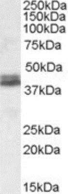 Western Blot: Nudel Antibody [NBP1-28801]