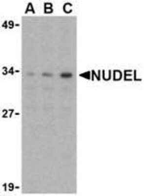 Western Blot: Nudel AntibodyBSA Free [NBP1-76677]