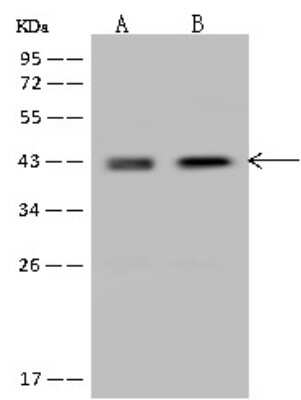 Western Blot: Nudel Antibody [NBP2-97160]