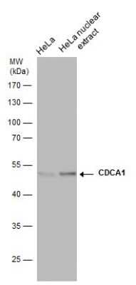 Western Blot: Nuf2 Antibody (312) [NBP2-43780]