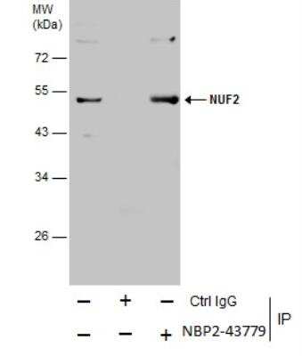 Immunoprecipitation: Nuf2 Antibody (644) [NBP2-43779]