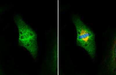 Immunocytochemistry/ Immunofluorescence: Nuf2 Antibody [NBP1-31632]