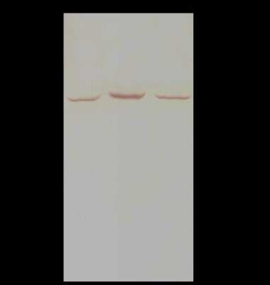 Immunoprecipitation: Nuf2 Antibody [NBP2-99081]