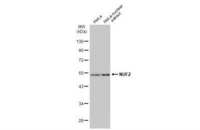 Western Blot: Nuf2 Antibody [NBP1-31632]
