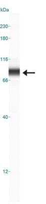 Simple Western: Numb Antibody [NB500-178]