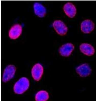 Immunocytochemistry/ Immunofluorescence: Nup153 Antibody [NB100-93329]