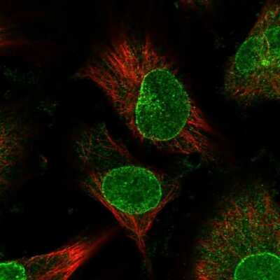 Immunocytochemistry/ Immunofluorescence: Nup153 Antibody [NBP1-81725]