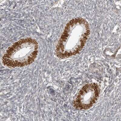 Immunohistochemistry-Paraffin: Nup153 Antibody [NBP1-81725]