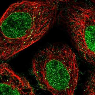 Immunocytochemistry/ Immunofluorescence: Nup53 Antibody [NBP1-92214]