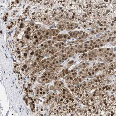 Immunohistochemistry-Paraffin: Nup53 Antibody [NBP1-92212]