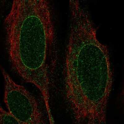Immunocytochemistry/ Immunofluorescence: Nurim Antibody [NBP2-56443]
