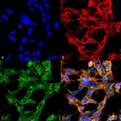 Immunocytochemistry/ Immunofluorescence: O-GlcNAc Antibody (9H6) [NBP2-59385]
