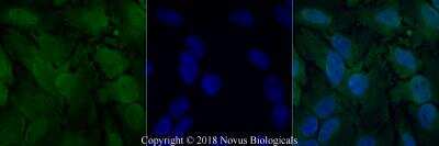 Immunocytochemistry/ Immunofluorescence: O-GlcNAc Antibody (RL2) - BSA Free [NB300-524]
