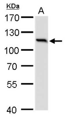 Western Blot: O-GlcNAc Transferase p110 subunit Antibody (2037) [NBP2-43755]