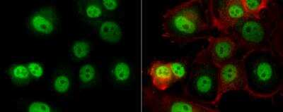 Immunocytochemistry/ Immunofluorescence: O-GlcNAc Transferase p110 subunit Antibody [NBP1-32791]
