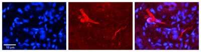 Immunohistochemistry-Paraffin: O-GlcNAc Transferase p110 subunit Antibody [NBP1-52925]