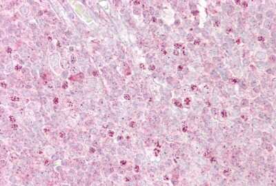 Immunohistochemistry-Paraffin: OAS1 Antibody [NBP1-58950]