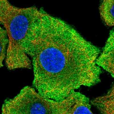 Immunocytochemistry/ Immunofluorescence: OAS3 Antibody [NBP1-85845]