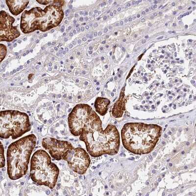 Immunohistochemistry-Paraffin: OAS3 Antibody [NBP1-85841]