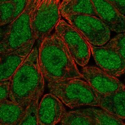 Immunocytochemistry/ Immunofluorescence: OASL Antibody [NBP1-87363]