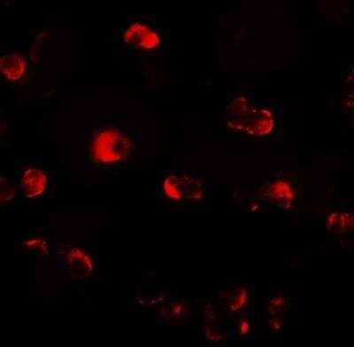 Immunocytochemistry/ Immunofluorescence: OASL Antibody - BSA Free [NBP2-81833]