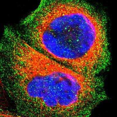 Immunocytochemistry/ Immunofluorescence: OATP1B3/SLCO1B3/OATP8 Antibody [NBP1-80980]