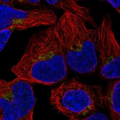 Immunocytochemistry/ Immunofluorescence: OAZ2 Antibody [NBP2-32056]