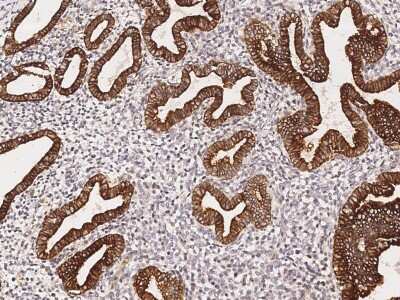 Immunohistochemistry-Paraffin: OBFC1 Antibody [NBP2-99011]