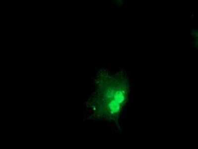 Immunocytochemistry/ Immunofluorescence: OBFC1 Antibody (OTI2E4) - Azide and BSA Free [NBP2-73138]