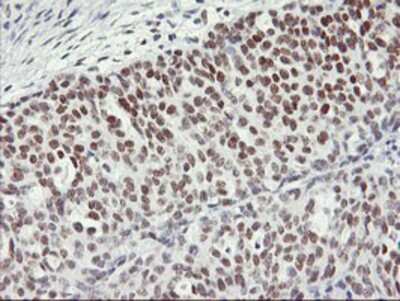 Immunohistochemistry-Paraffin: OBFC2B Antibody (OTI1E11) [NBP2-01578]