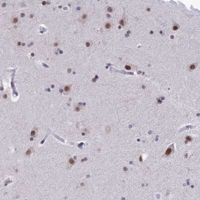 Immunohistochemistry-Paraffin: OBFC2B Antibody [NBP1-82718]