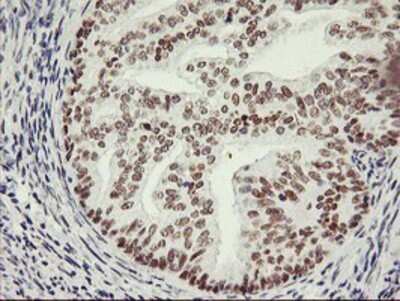 Immunohistochemistry: OBFC2B Antibody (OTI1E11) - Azide and BSA Free [NBP2-73140]