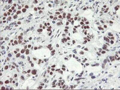 Immunohistochemistry: OBFC2B Antibody (OTI1E11) - Azide and BSA Free [NBP2-73140]