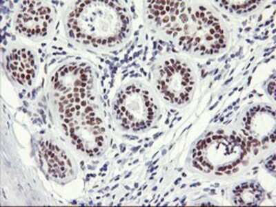 Immunohistochemistry: OBFC2B Antibody (OTI1E11) - Azide and BSA Free [NBP2-73140]