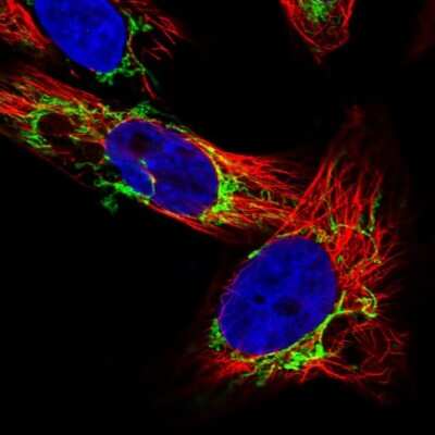 Immunocytochemistry/ Immunofluorescence: OCIAD2 Antibody [NBP1-82682]