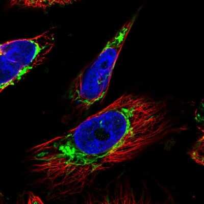 Immunocytochemistry/ Immunofluorescence: OCIAD2 Antibody [NBP1-82683]