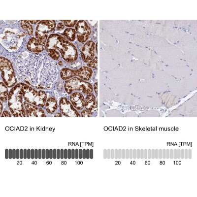 Immunohistochemistry-Paraffin: OCIAD2 Antibody [NBP1-82682]