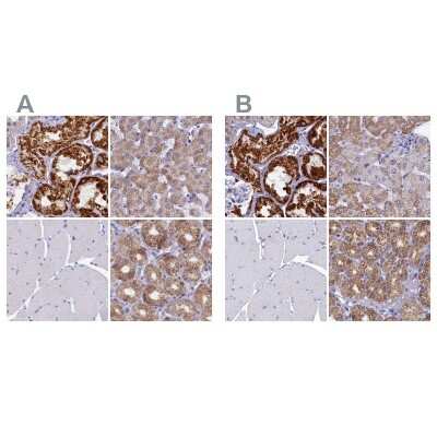 Immunohistochemistry-Paraffin: OCIAD2 Antibody [NBP1-82682]