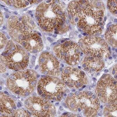 Immunohistochemistry-Paraffin: OCIAD2 Antibody [NBP1-82682]