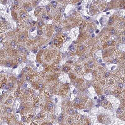 Immunohistochemistry-Paraffin: OCIAD2 Antibody [NBP1-82682]