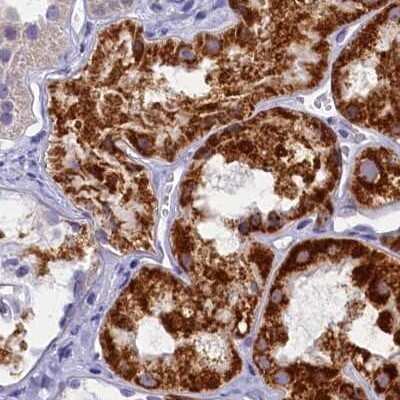 Immunohistochemistry-Paraffin: OCIAD2 Antibody [NBP1-82682]