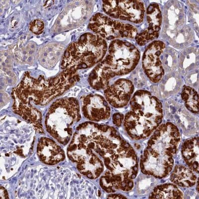 Immunohistochemistry-Paraffin: OCIAD2 Antibody [NBP1-82683]