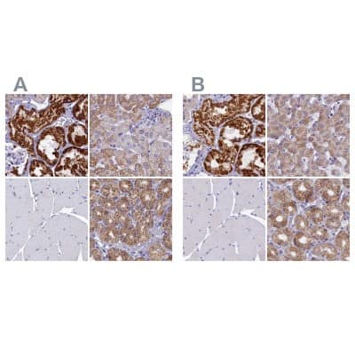 Immunohistochemistry-Paraffin: OCIAD2 Antibody [NBP1-82683]