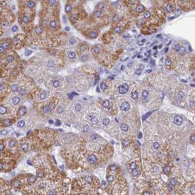 Immunohistochemistry-Paraffin: OCIAD2 Antibody [NBP1-82683]