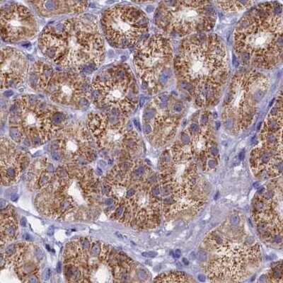 Immunohistochemistry-Paraffin: OCIAD2 Antibody [NBP1-82683]