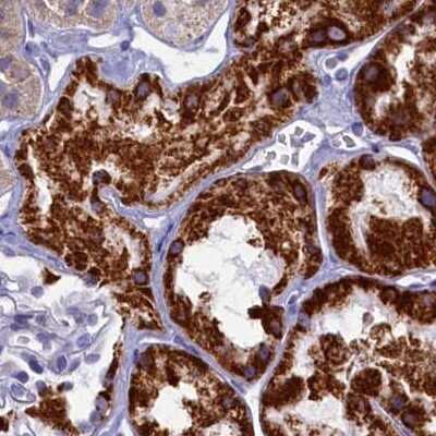 Immunohistochemistry-Paraffin: OCIAD2 Antibody [NBP1-82683]