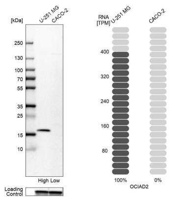 Western Blot: OCIAD2 Antibody [NBP1-82682]