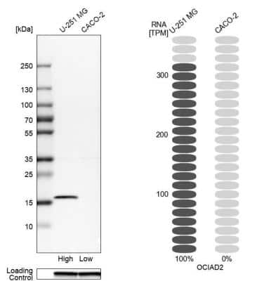 Western Blot: OCIAD2 Antibody [NBP1-82683]
